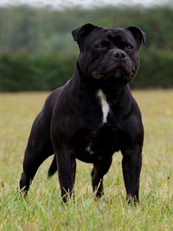 large